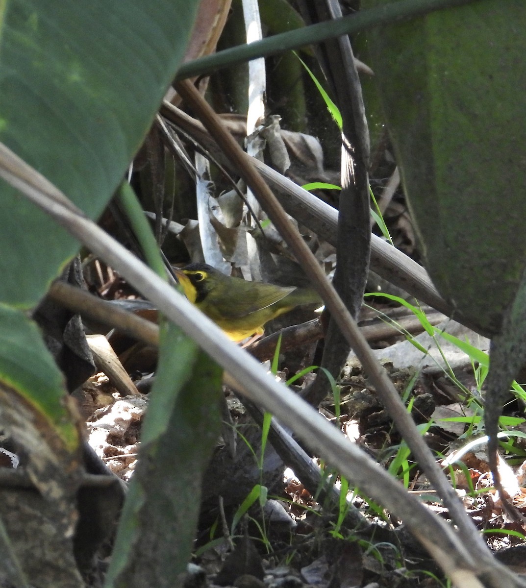 Kentucky Warbler - ML645733501