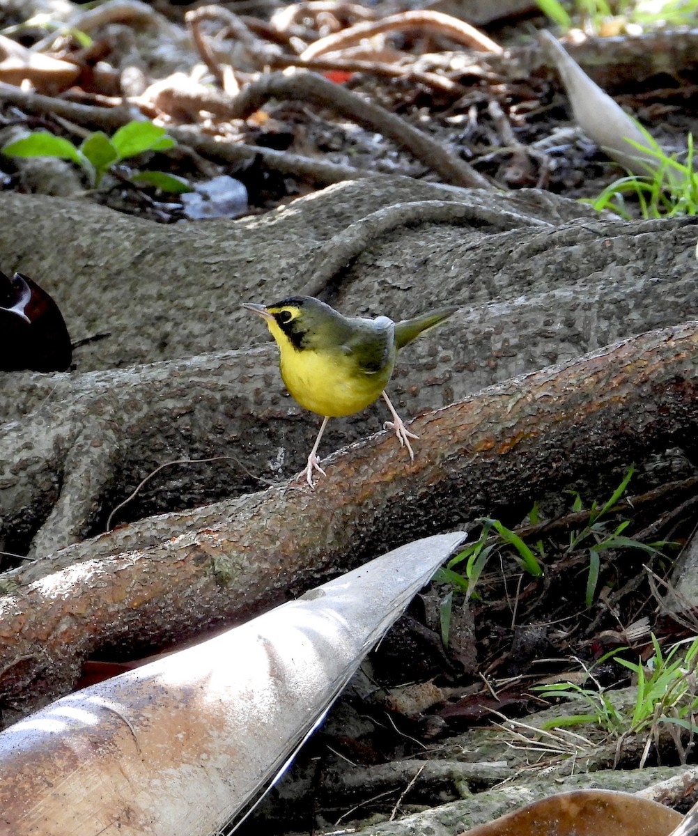 Kentucky Warbler - ML645733503