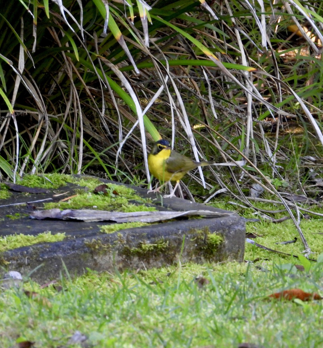 Kentucky Warbler - ML645733504