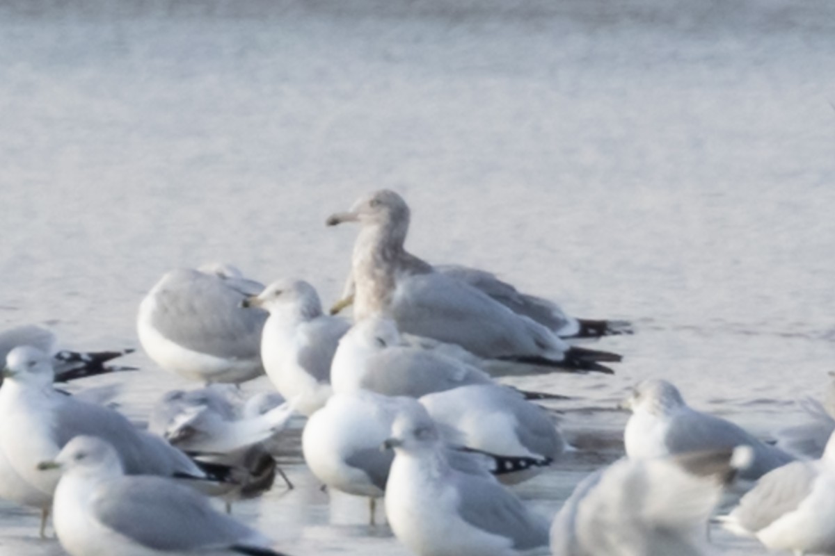 gull sp. - ML645733510