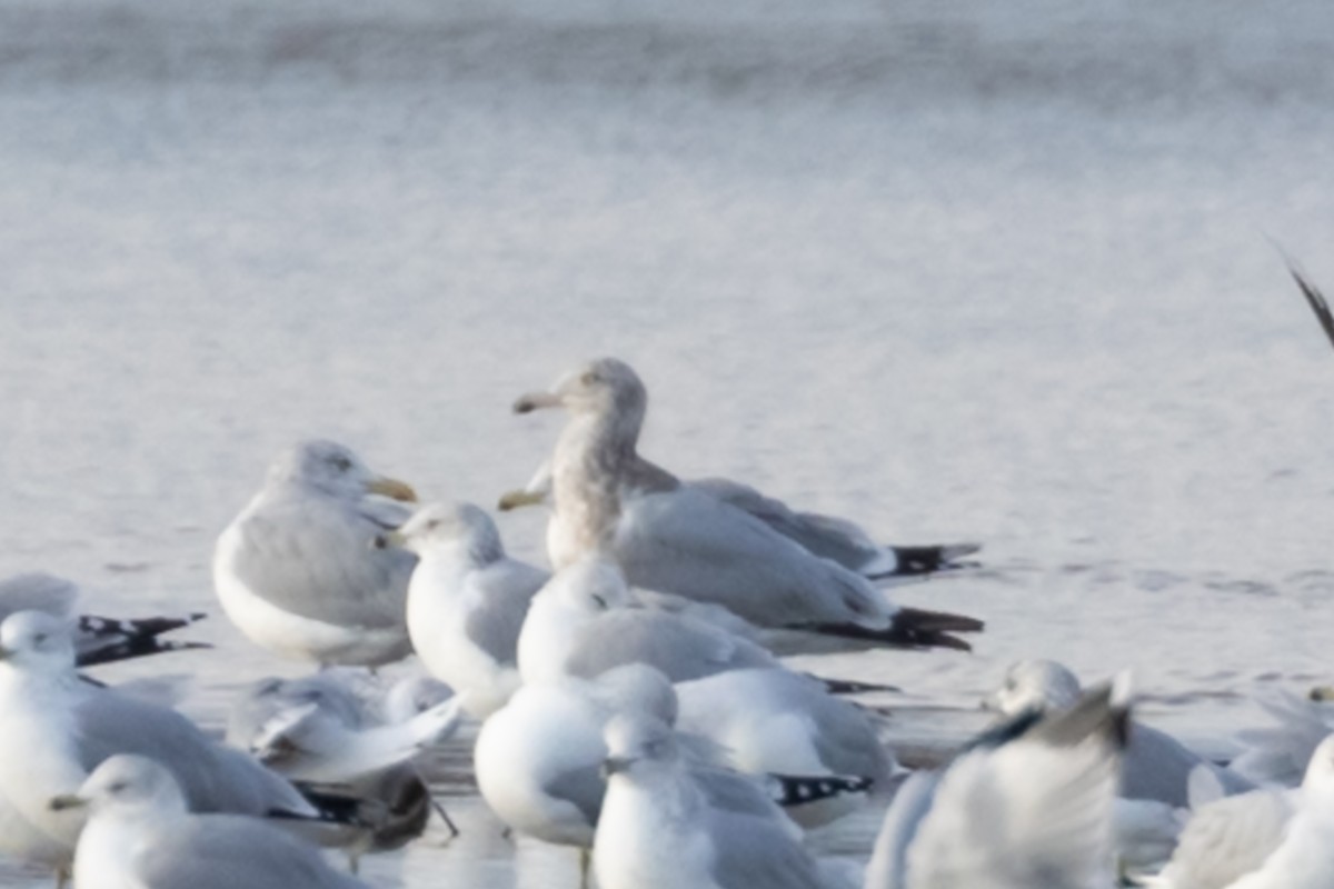 gull sp. - ML645733511