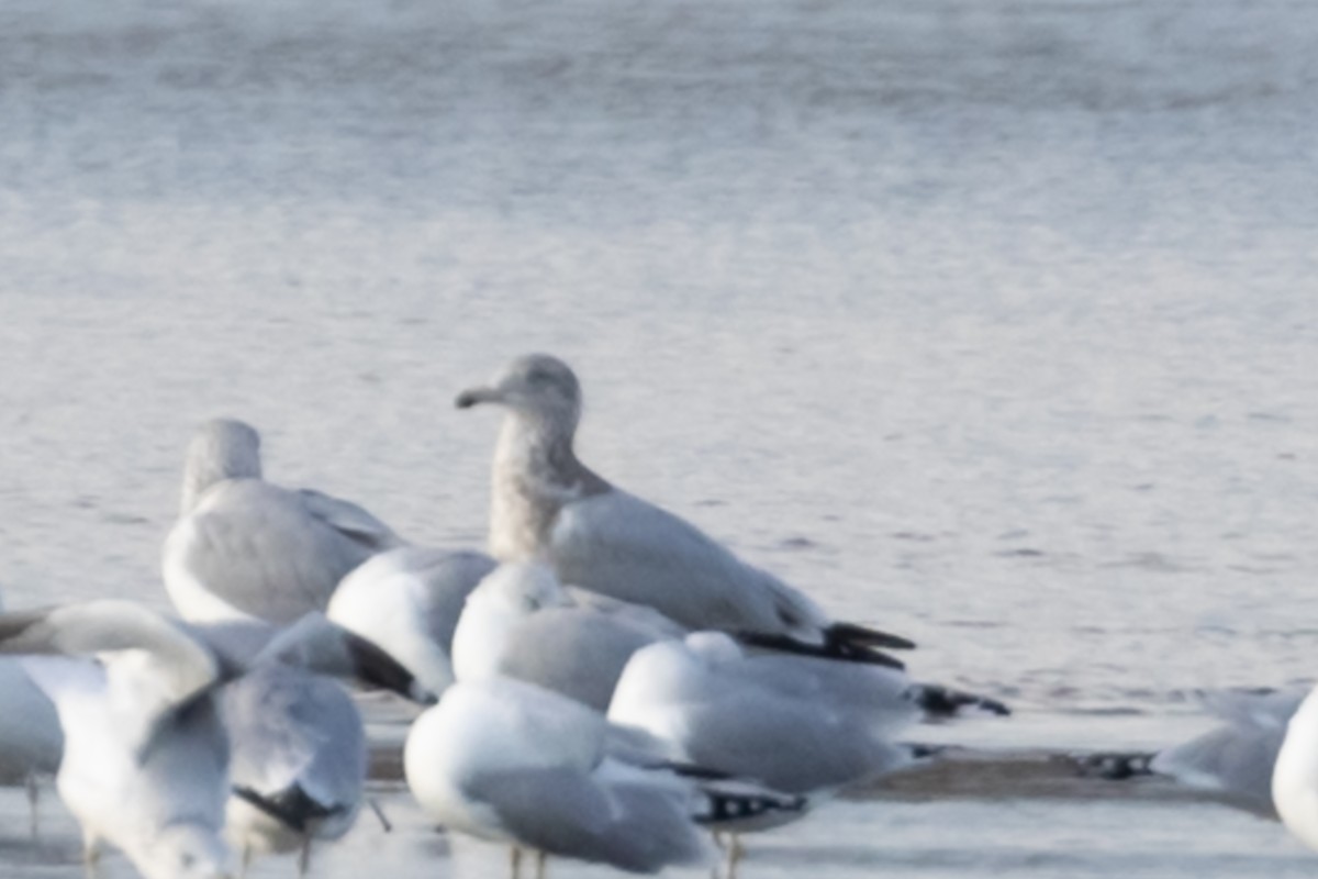 gull sp. - ML645733513