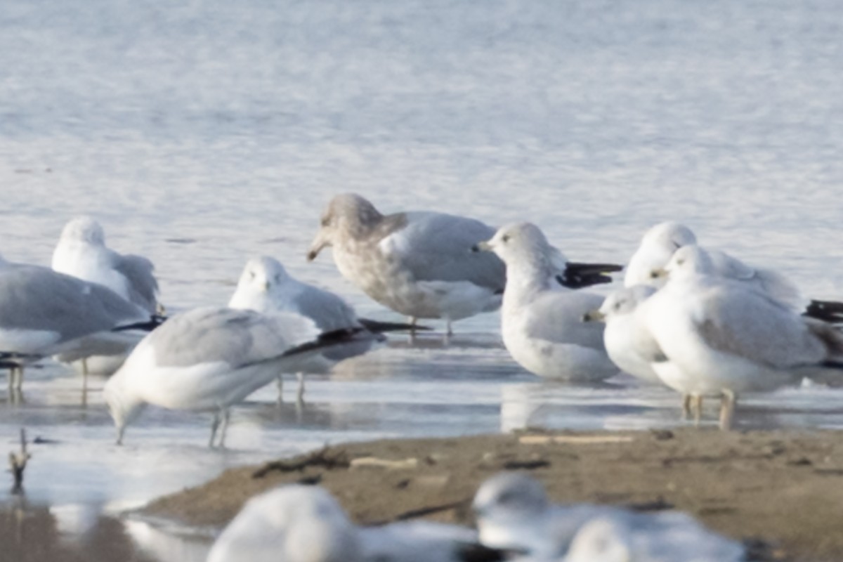 gull sp. - ML645733515