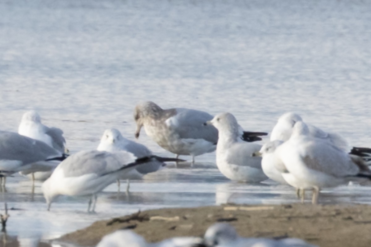 gull sp. - ML645733516