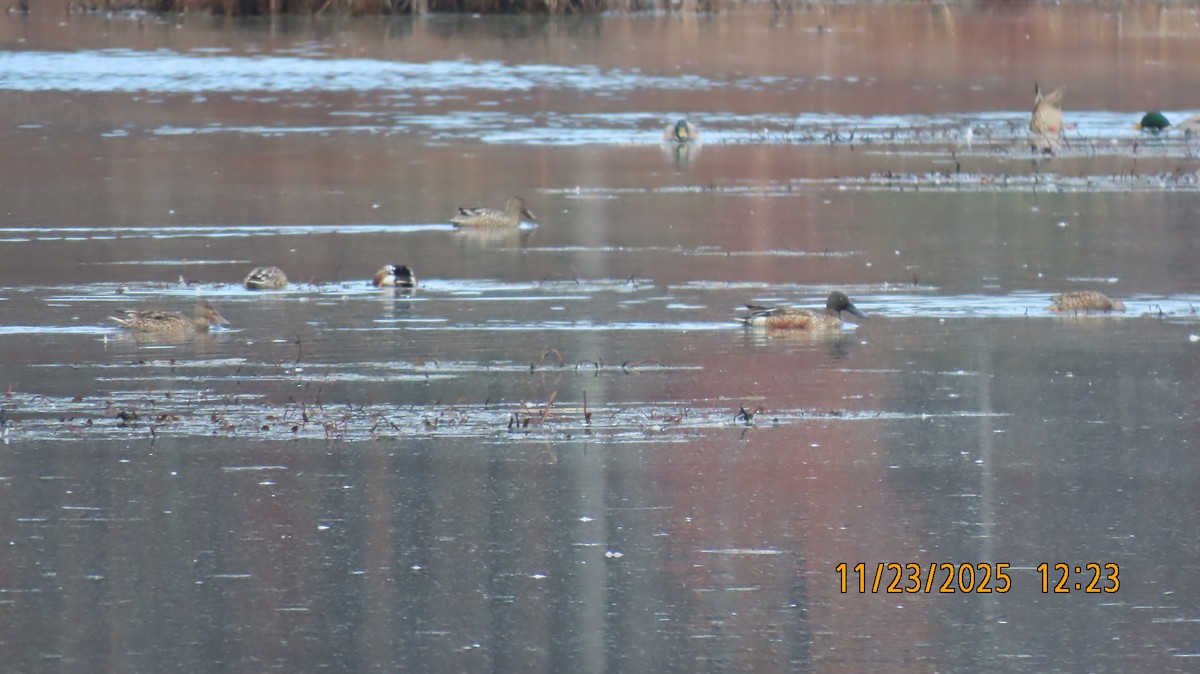 Широконоска - ML645733518