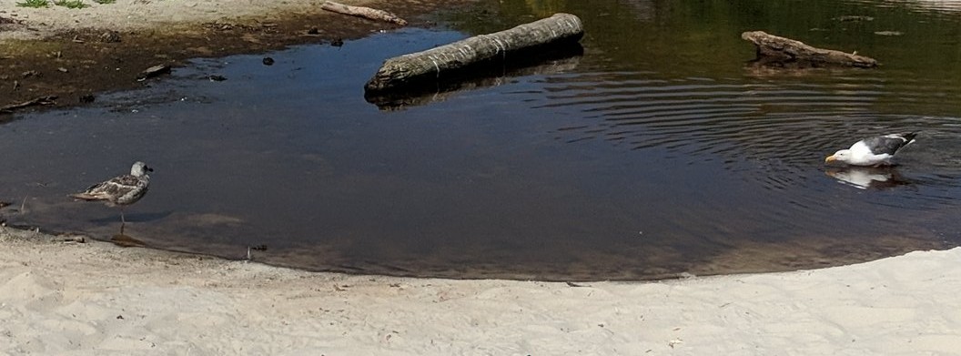 アメリカオオセグロカモメ - ML645733529