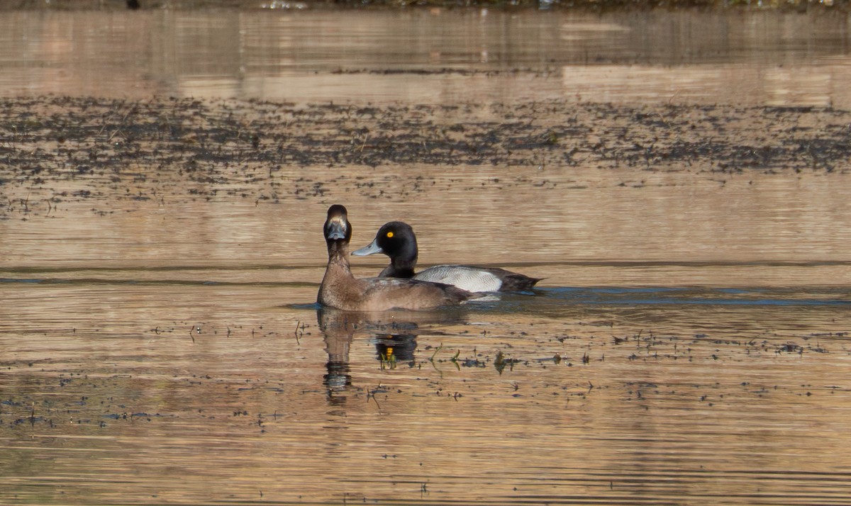 Lesser Scaup - ML645733531
