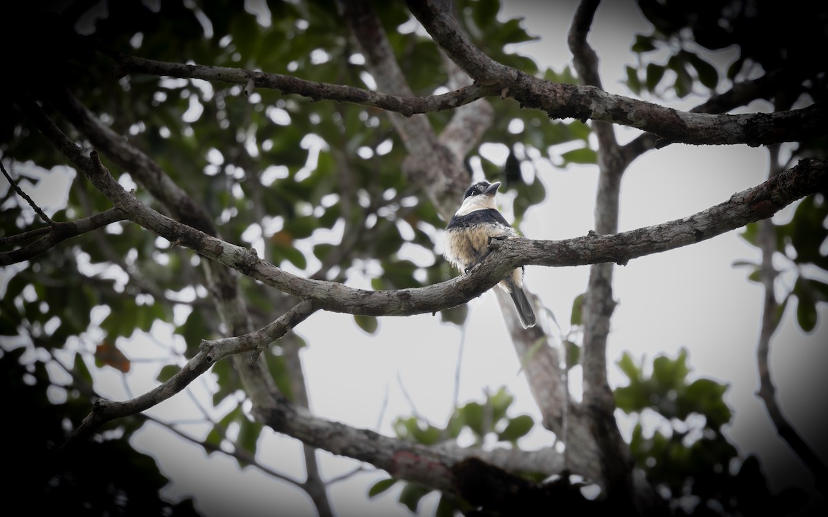 Buff-bellied Puffbird - ML645733533