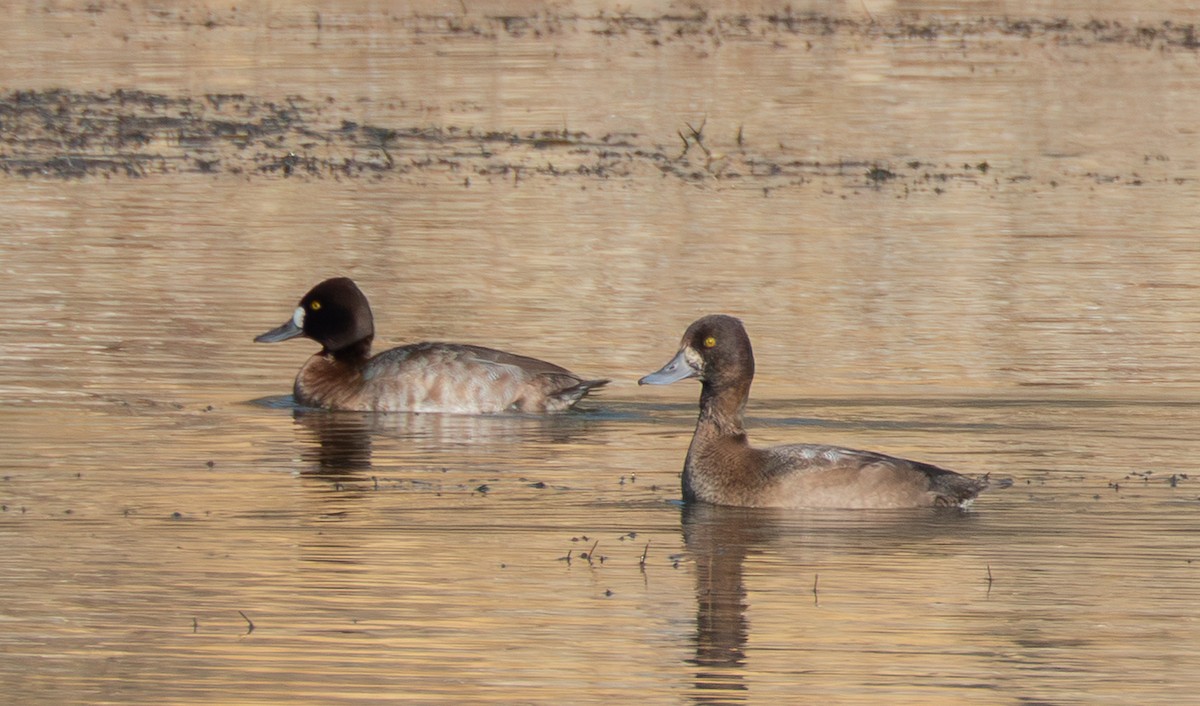 Lesser Scaup - ML645733537