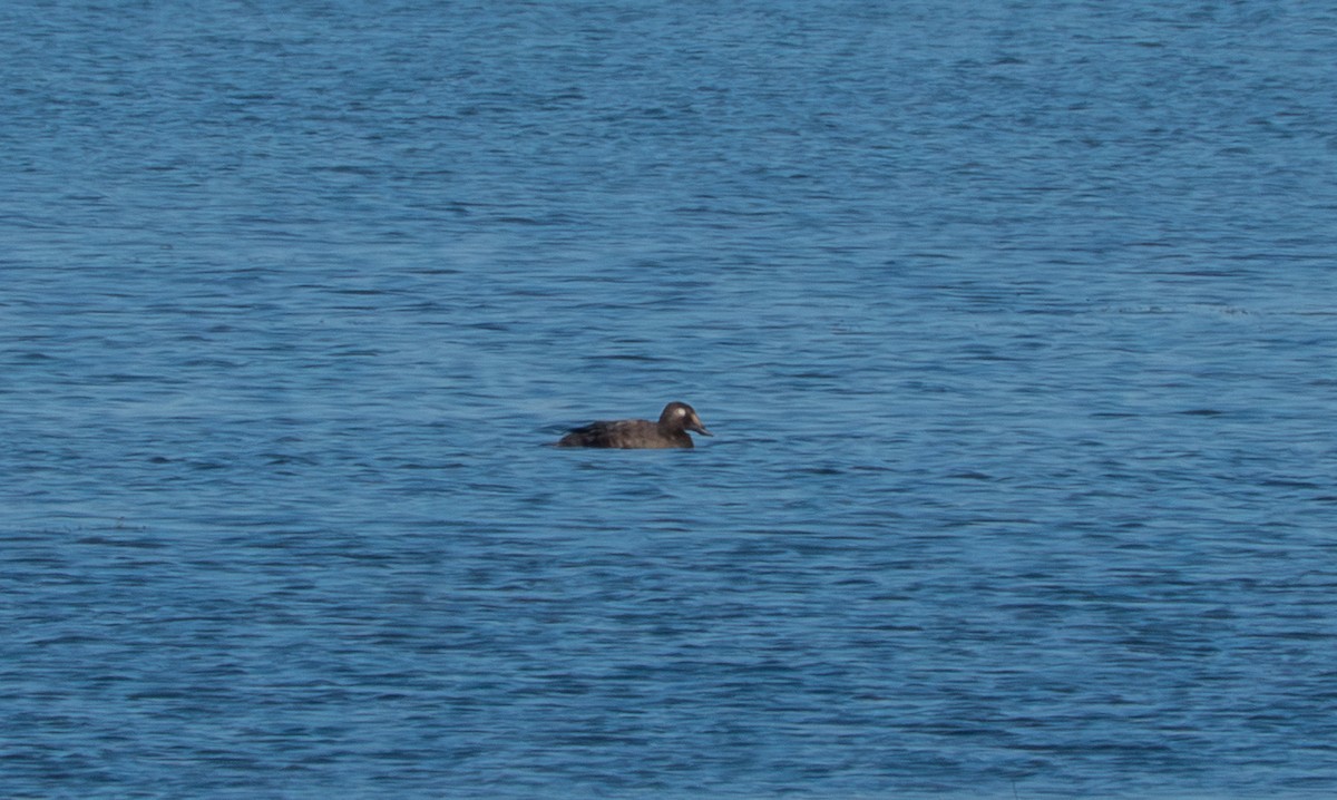 White-winged Scoter - ML645733542