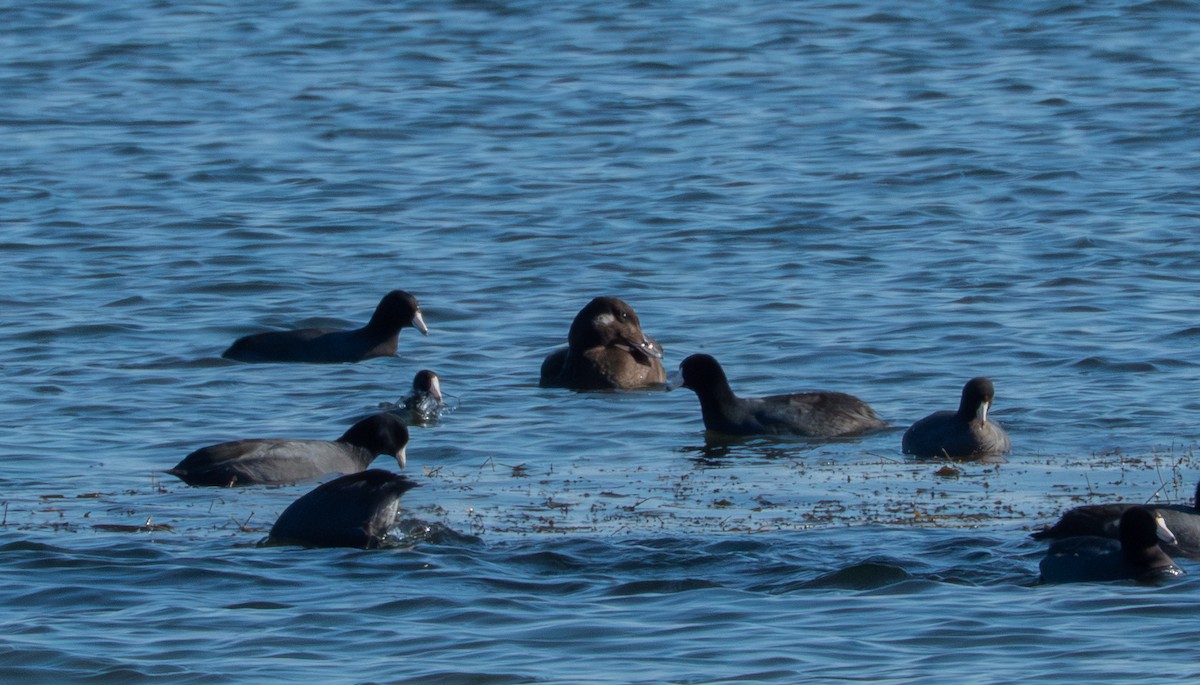 White-winged Scoter - ML645733543