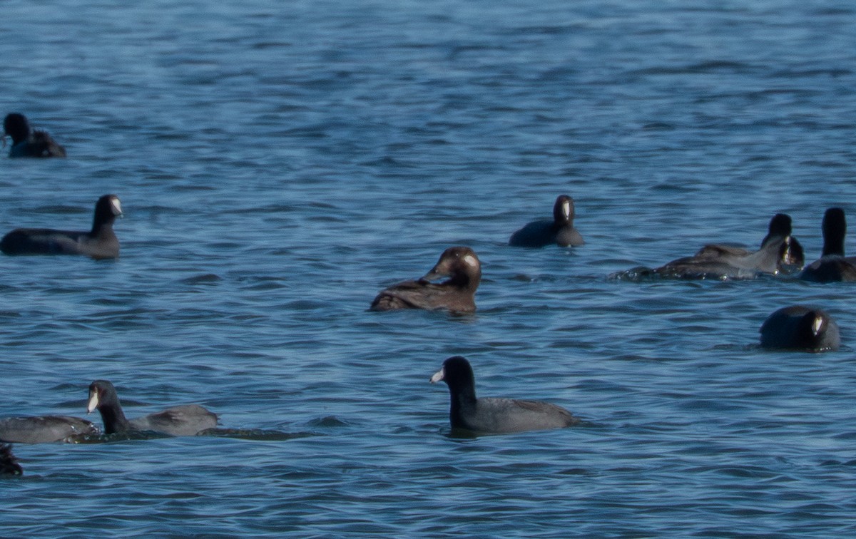 White-winged Scoter - ML645733545