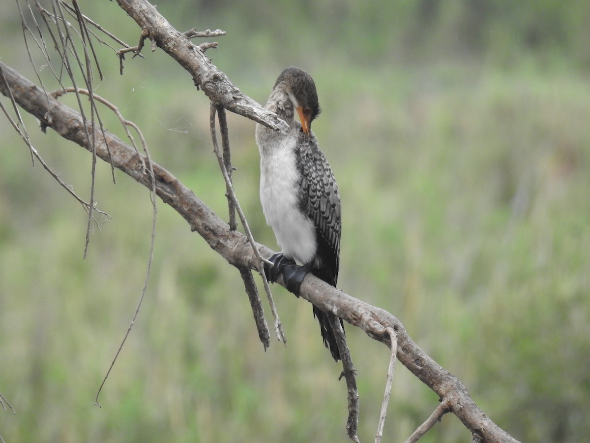 kormorán dlouhoocasý - ML645733550