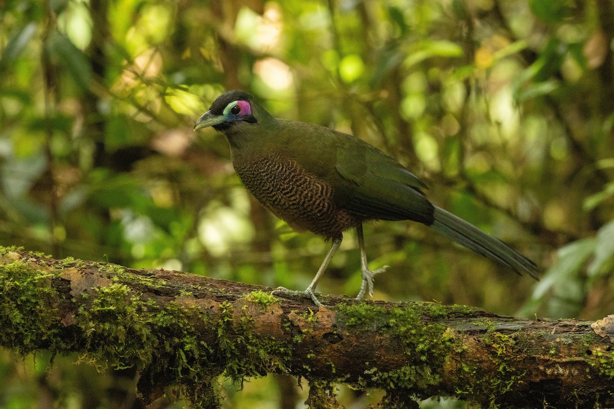 Sumatran Ground-Cuckoo - ML645733551