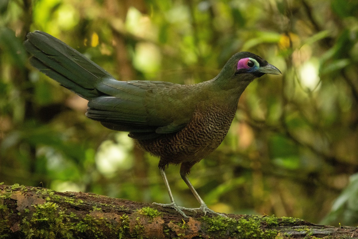 Sumatran Ground-Cuckoo - ML645733556
