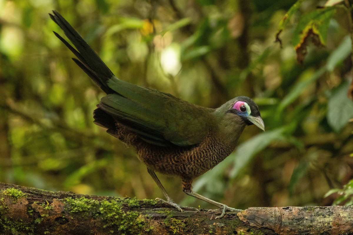 Sumatran Ground-Cuckoo - ML645733558