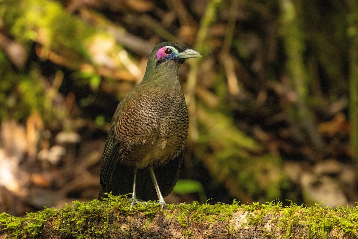 Sumatran Ground-Cuckoo - ML645733559