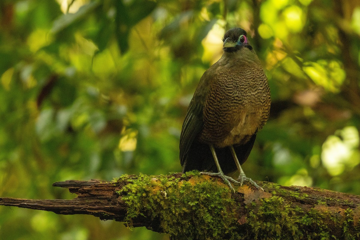 Sumatran Ground-Cuckoo - ML645733560