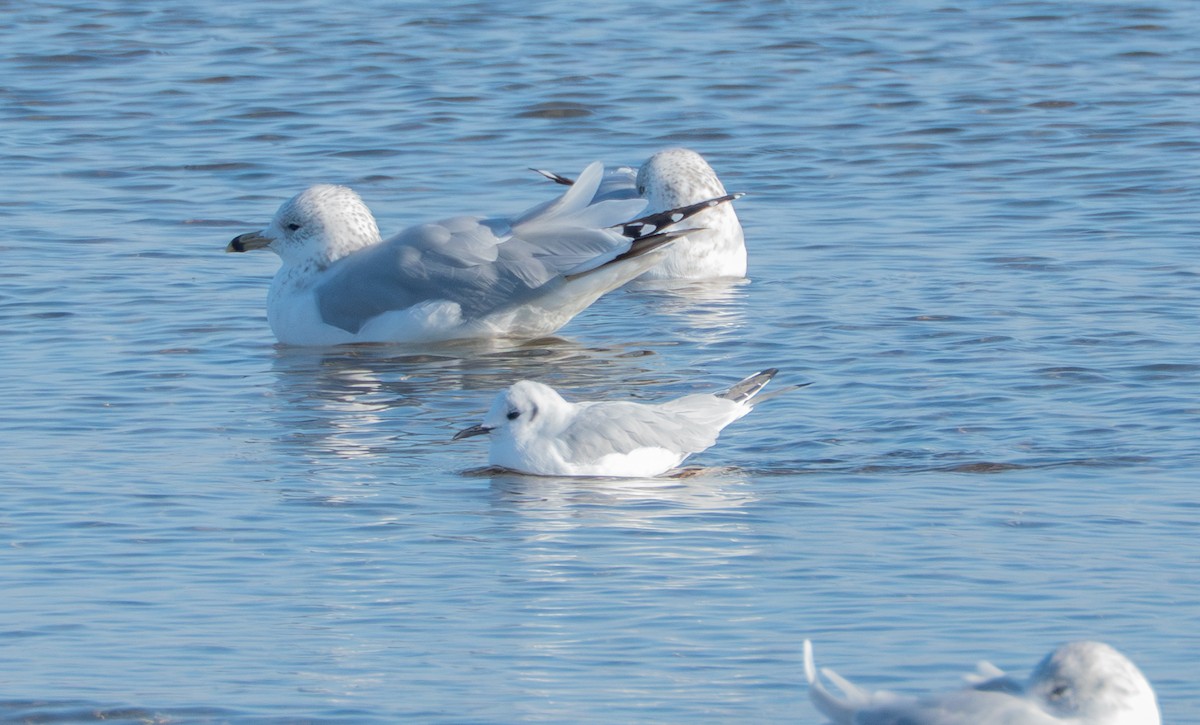 Bonaparte's Gull - ML645733563