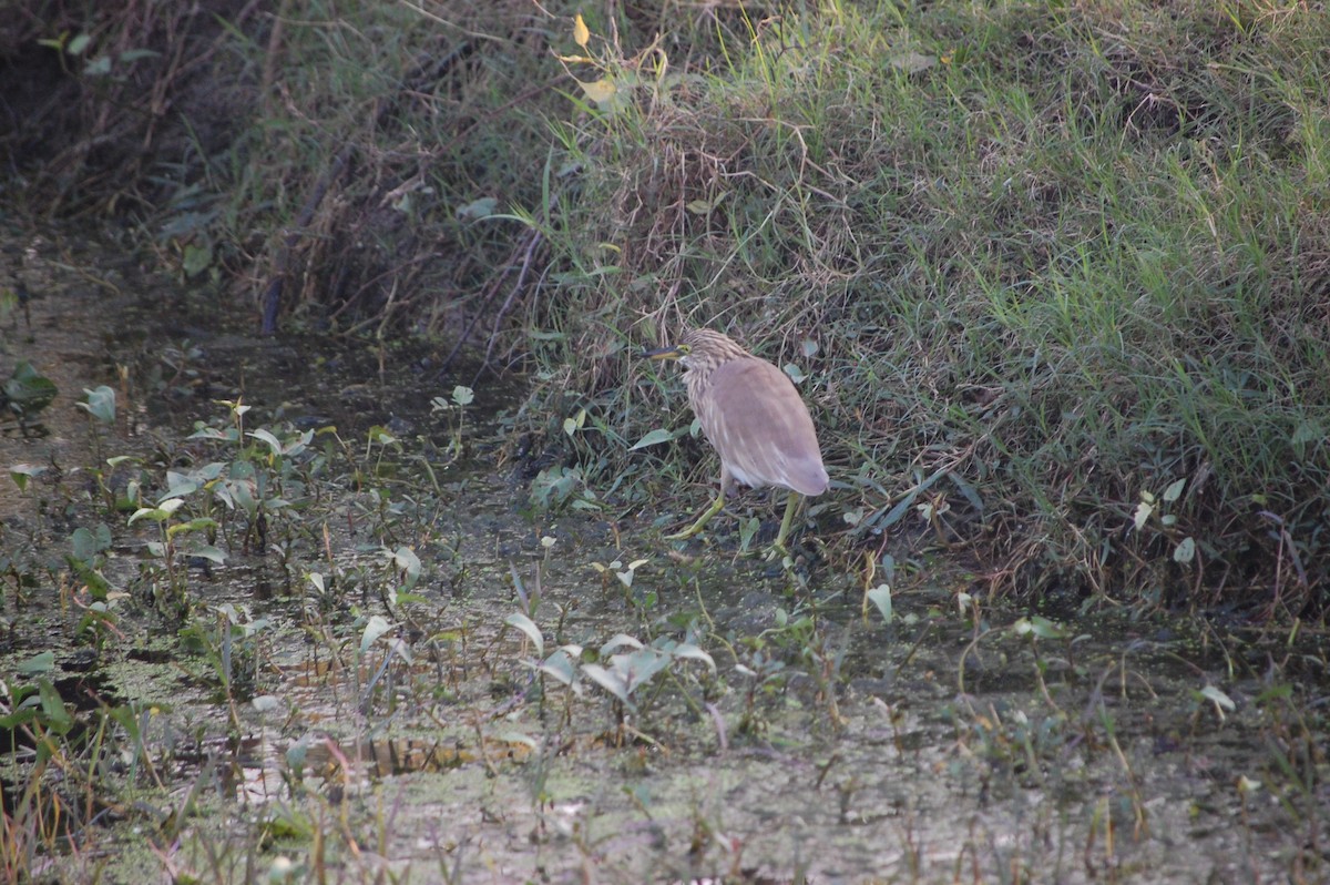 Indian Pond-Heron - ML645733564