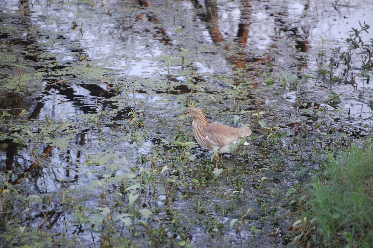Indian Pond-Heron - ML645733565