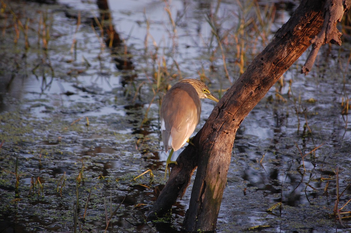 Indian Pond-Heron - ML645733566