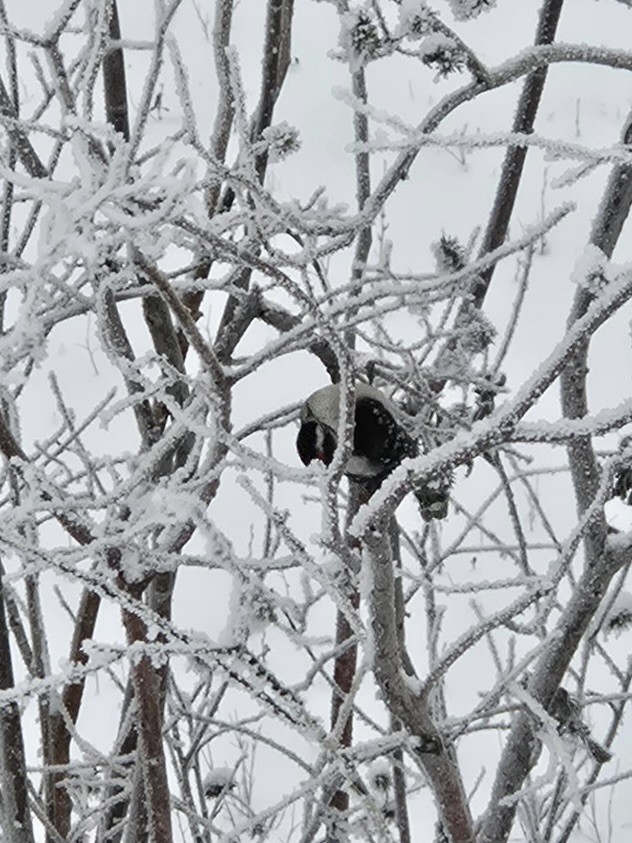 strakapoud osikový - ML645733567