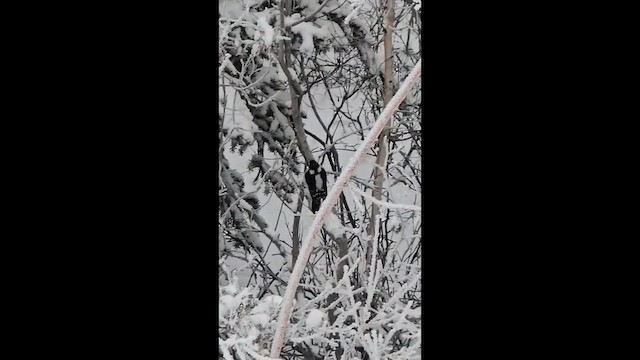 Yumuşak Tüylü Ağaçkakan - ML645733568