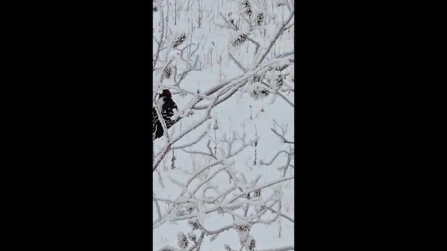 Downy Woodpecker - ML645733569