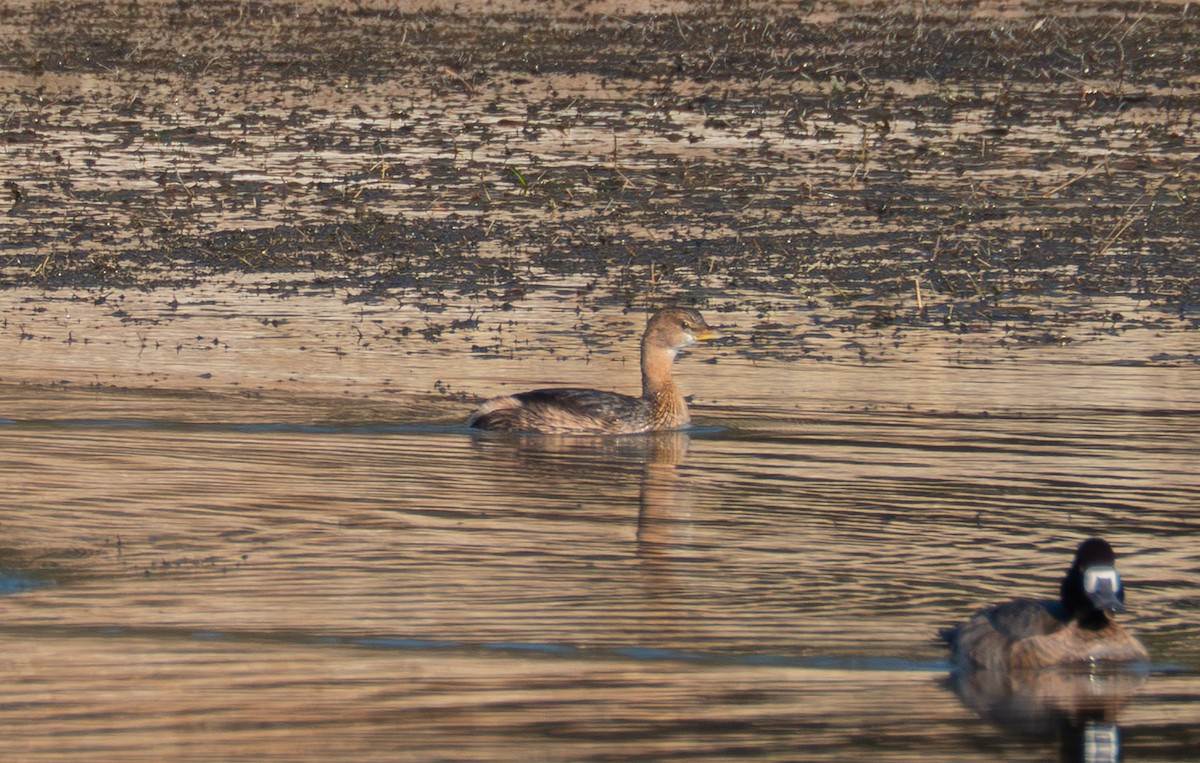 Pied-billed Grebe - ML645733571