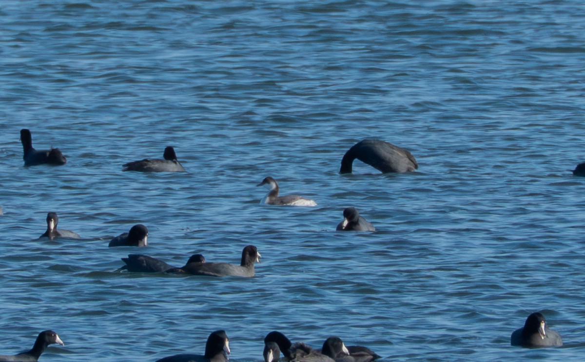 Horned Grebe - ML645733578