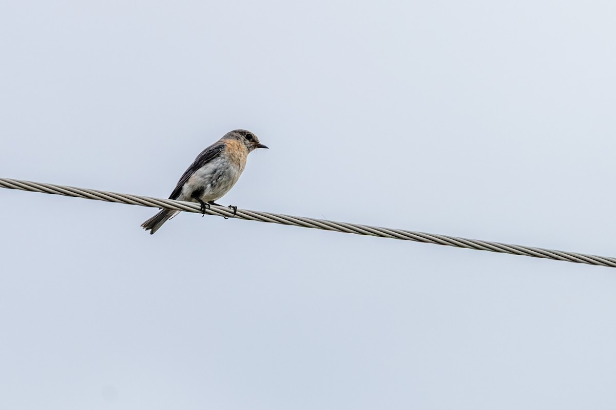 Eastern Bluebird - ML645733580