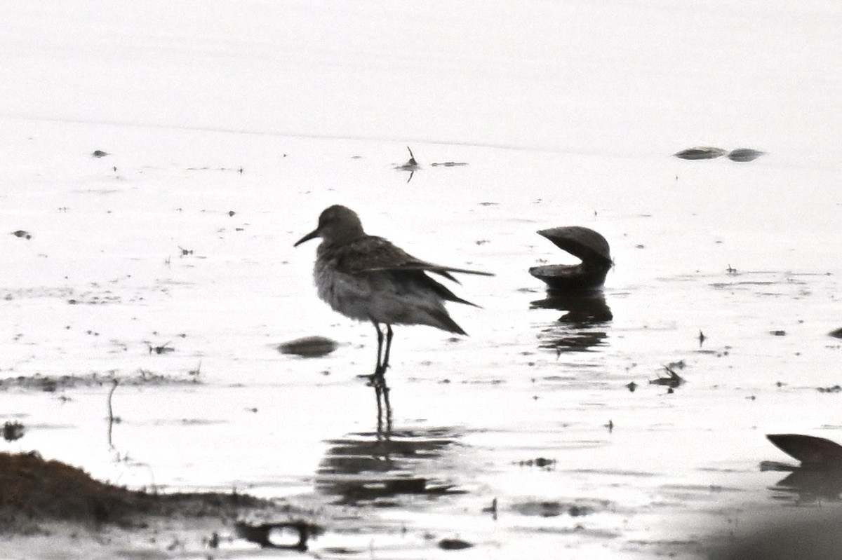 bonapartesnipe - ML645733581