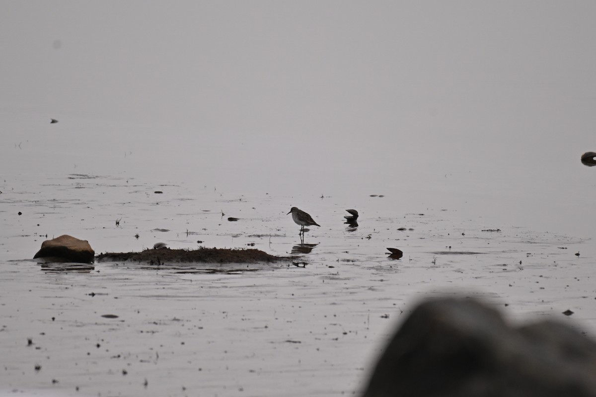 bonapartesnipe - ML645733582