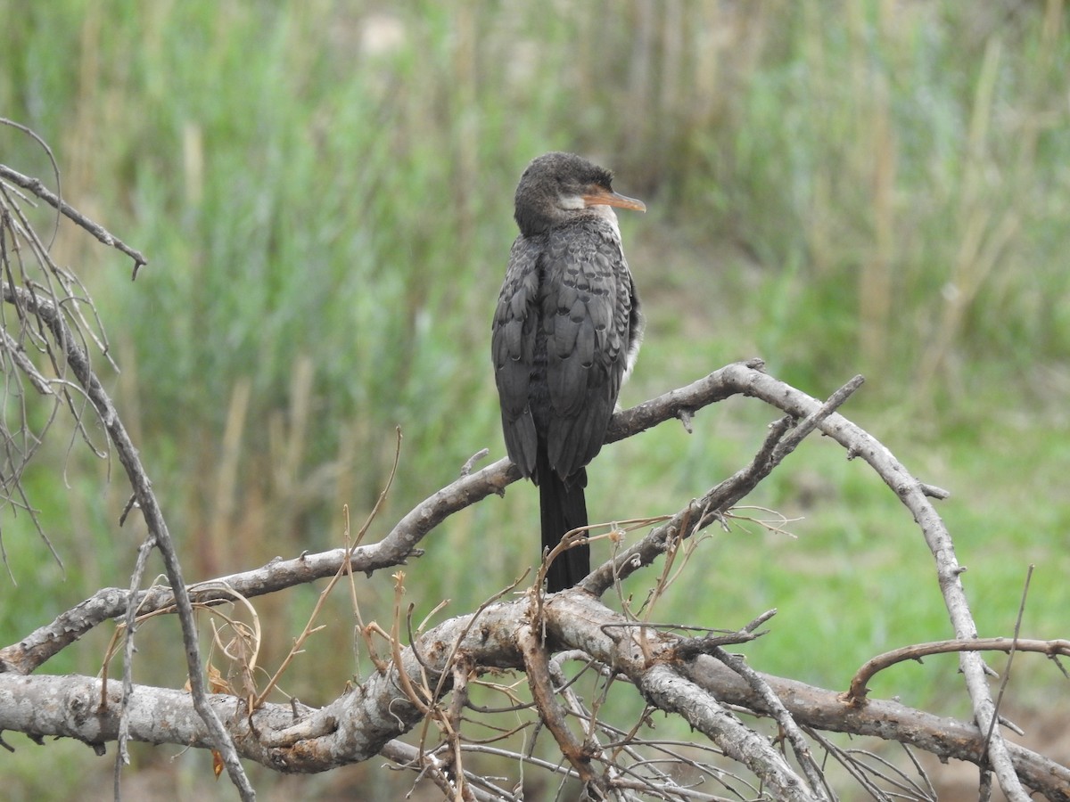 kormorán dlouhoocasý - ML645733583