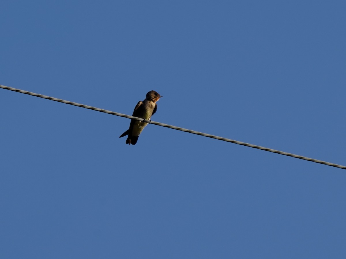 Southern Rough-winged Swallow - ML645733590
