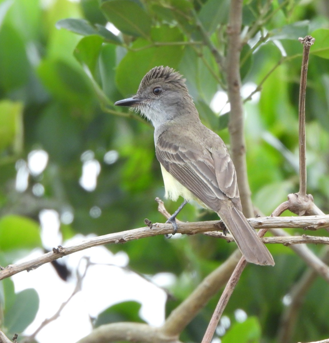 Short-crested Flycatcher - ML645733591
