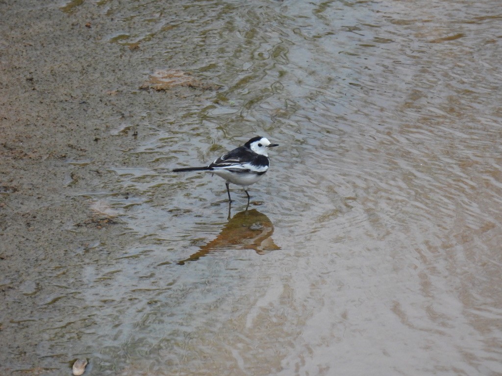 White Wagtail - ML645733592