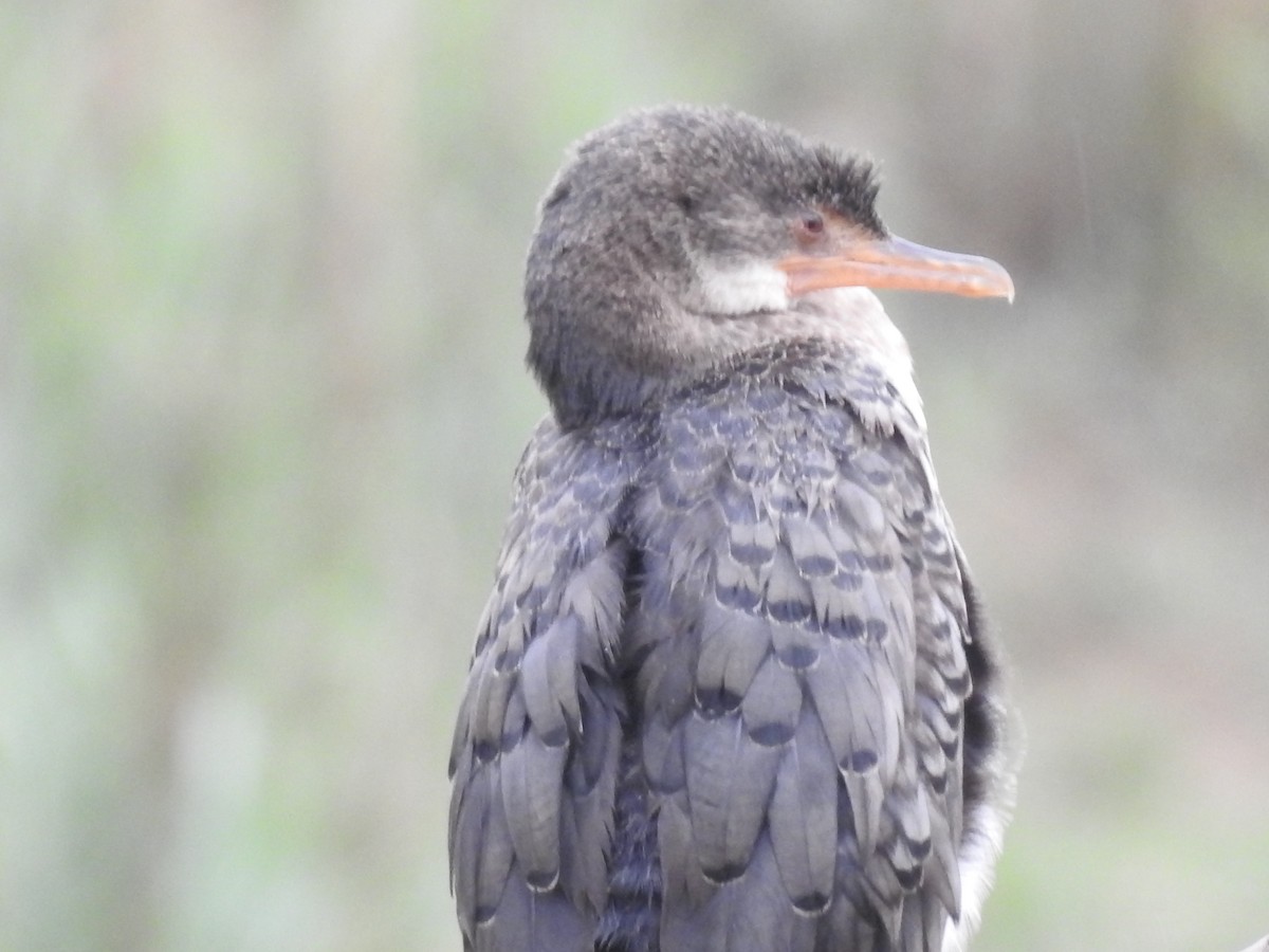 Reed Cormorant - ML645733593