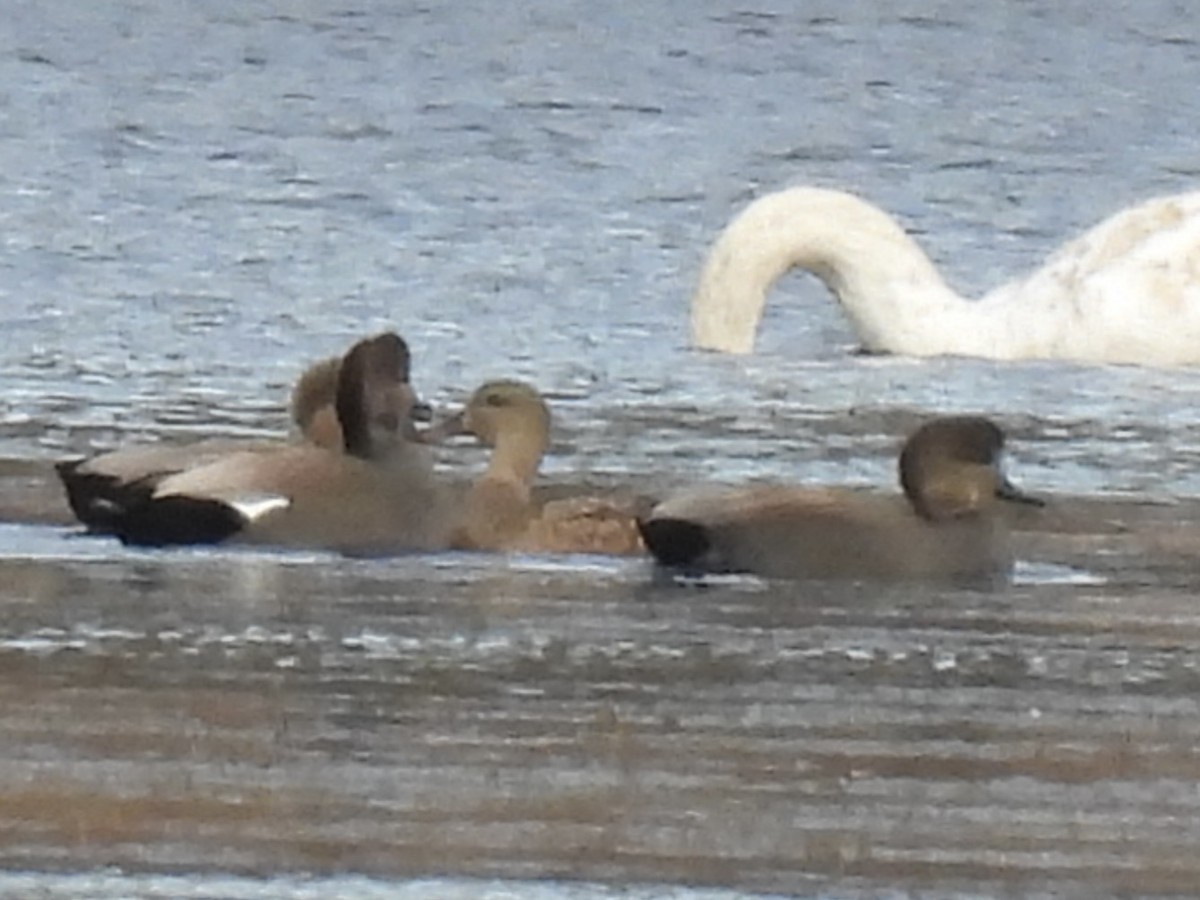 Gadwall - ML645733594