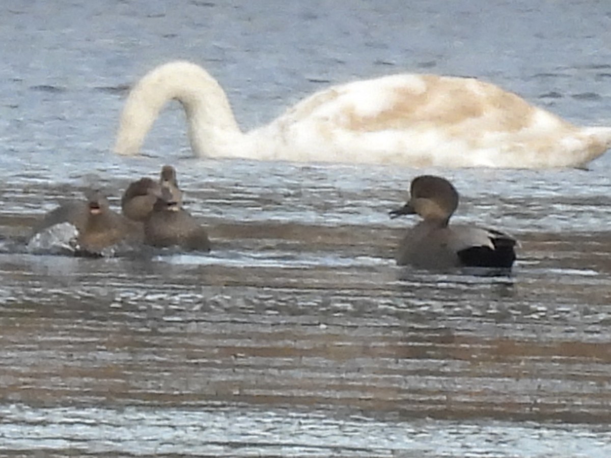 Gadwall - ML645733596