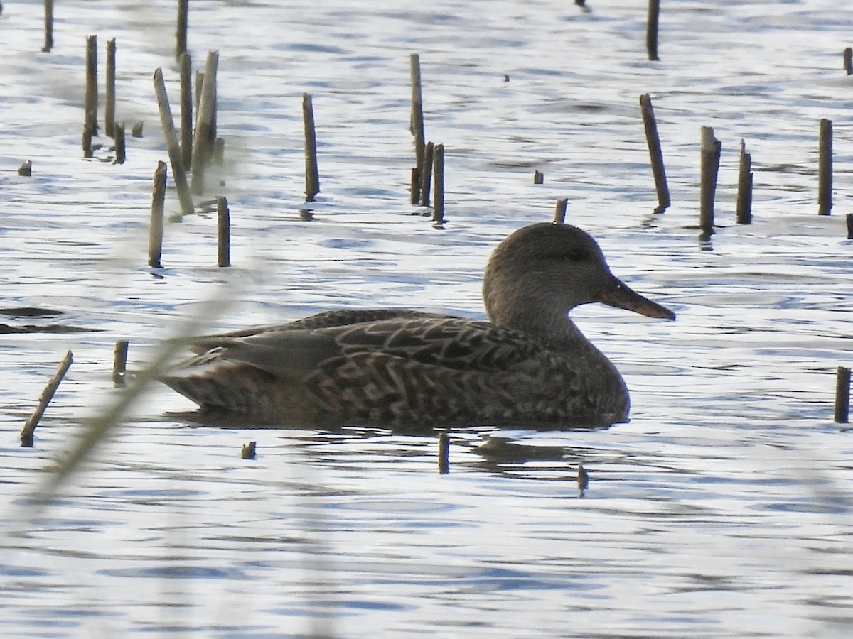 Gadwall - ML645733597