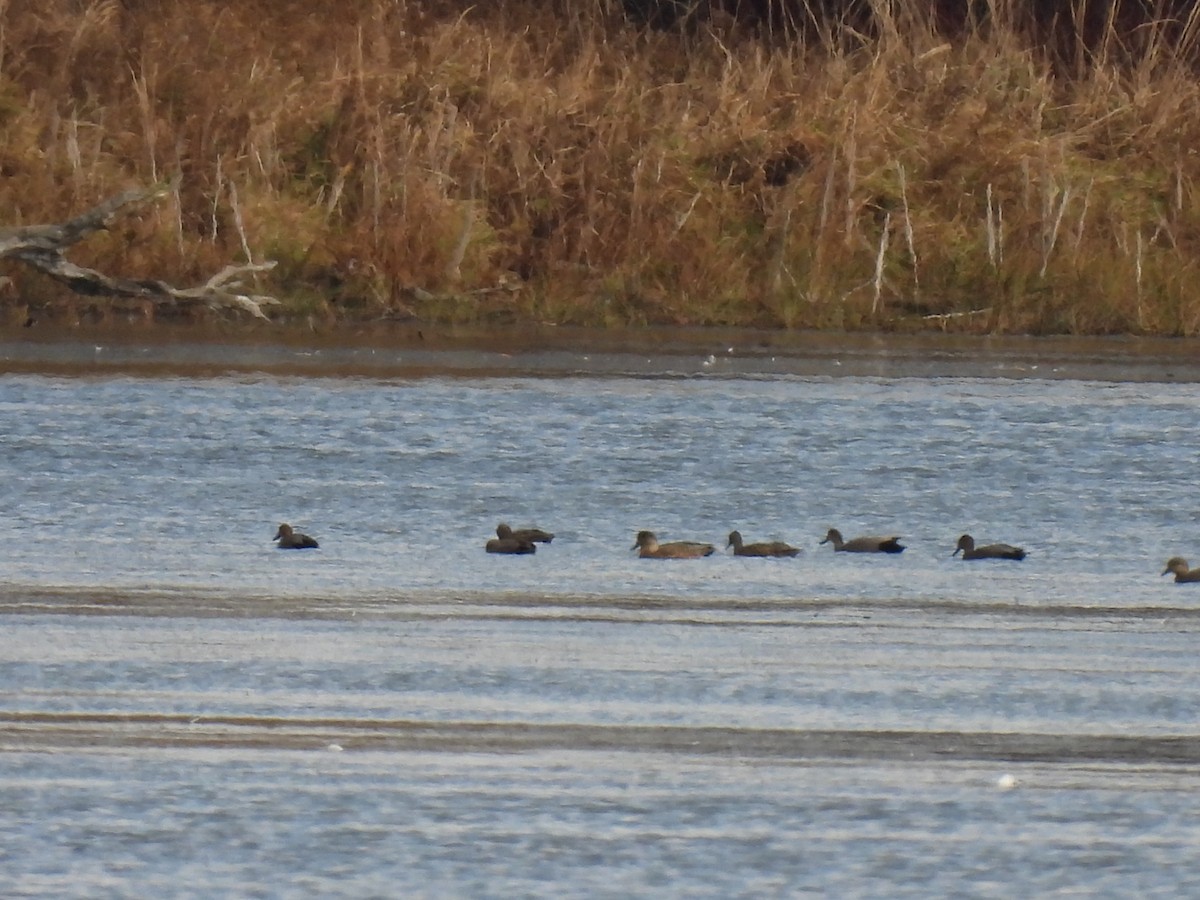 Gadwall - ML645733598