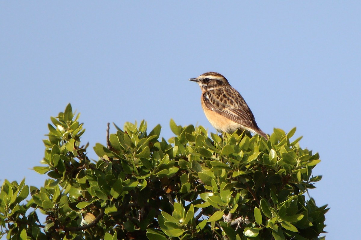 Whinchat - ML645733599