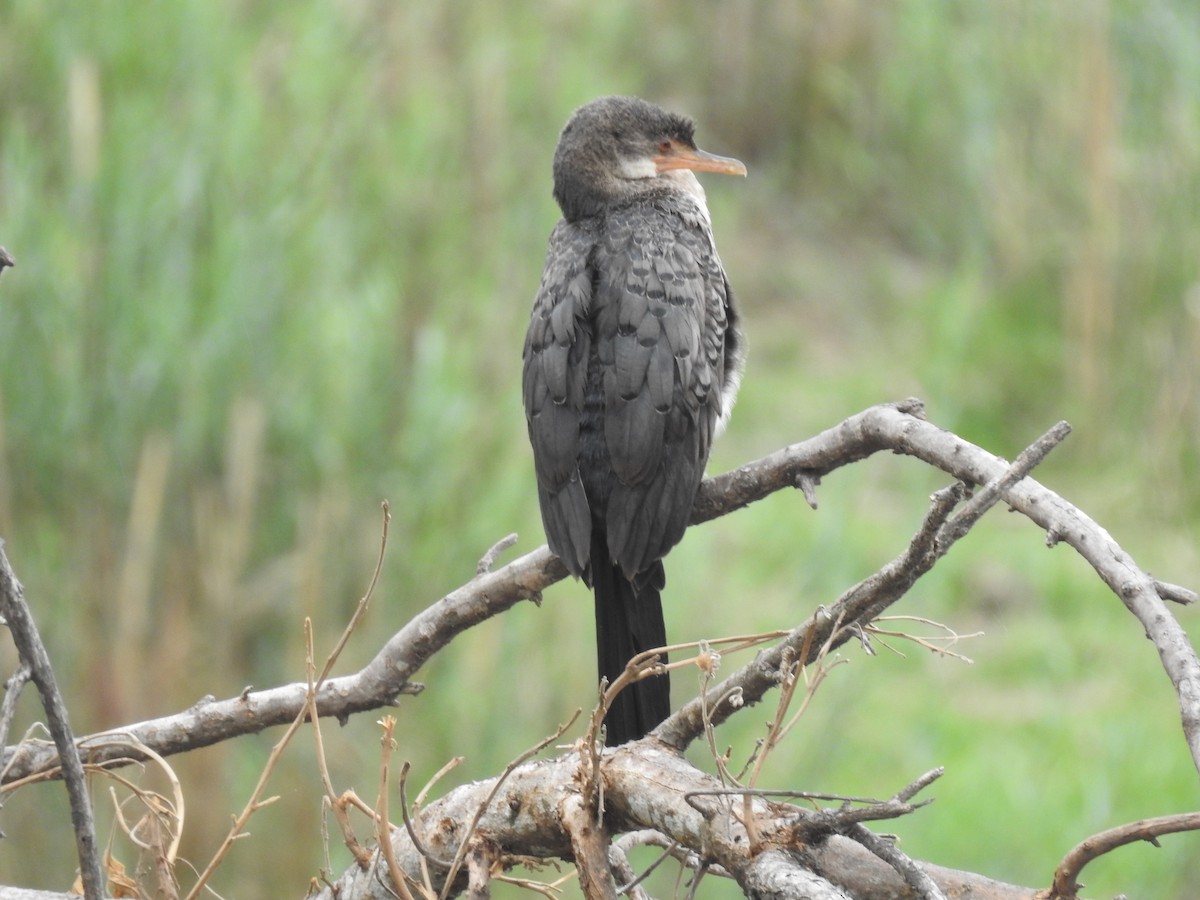 Reed Cormorant - ML645733600
