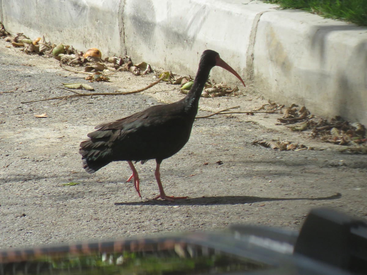 Bare-faced Ibis - ML645733601