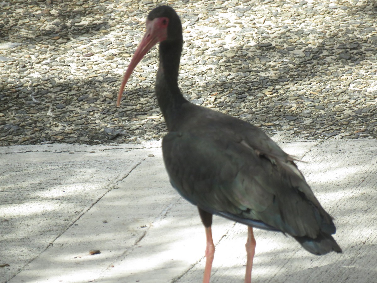 Bare-faced Ibis - ML645733602