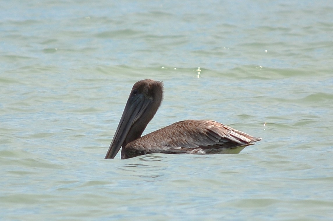 Brown Pelican - ML645733603
