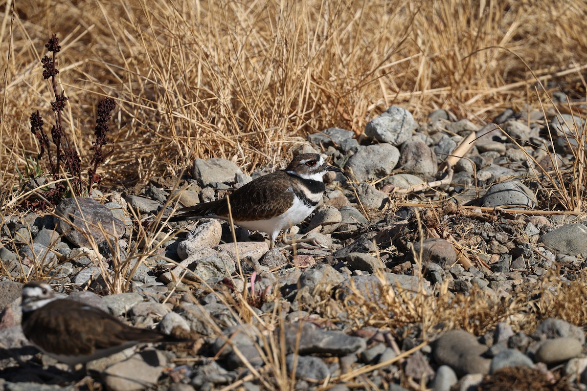 Killdeer - ML645733604