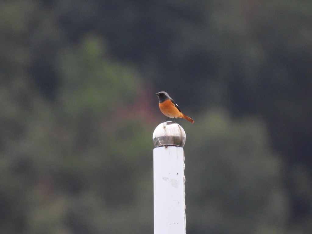 Daurian Redstart - ML645733606